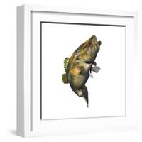 Largemouth Bass-null-Framed Art Print