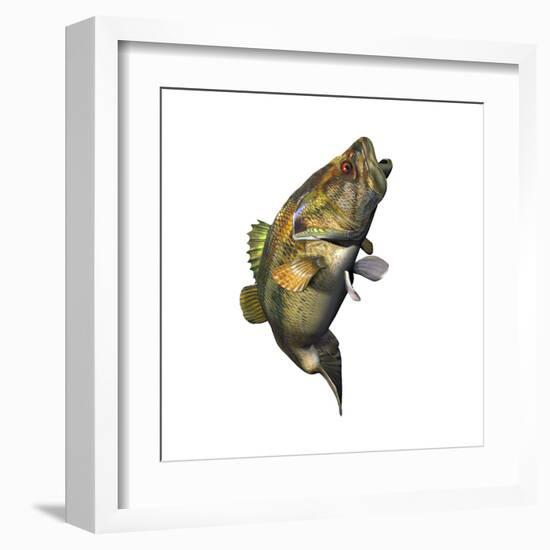 Largemouth Bass-null-Framed Art Print