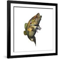 Largemouth Bass-null-Framed Art Print