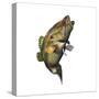 Largemouth Bass-null-Stretched Canvas