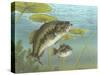 Largemouth Bass-null-Stretched Canvas