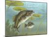 Largemouth Bass-null-Mounted Giclee Print