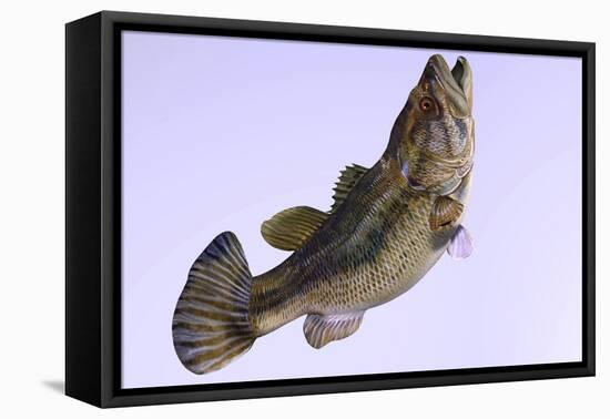 Largemouth Bass-null-Framed Stretched Canvas