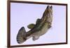 Largemouth Bass-null-Framed Art Print