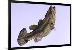 Largemouth Bass-null-Framed Art Print