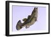 Largemouth Bass-null-Framed Premium Giclee Print