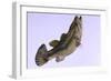 Largemouth Bass-null-Framed Premium Giclee Print