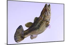 Largemouth Bass-null-Mounted Premium Giclee Print