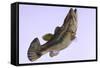 Largemouth Bass-null-Framed Stretched Canvas