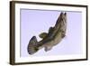 Largemouth Bass-null-Framed Art Print