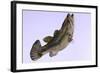 Largemouth Bass-null-Framed Art Print