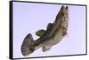 Largemouth Bass-null-Framed Stretched Canvas