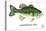 Largemouth Bass-Mark Frost-Stretched Canvas