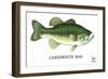 Largemouth Bass-Mark Frost-Framed Giclee Print