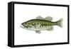 Largemouth Black Bass (Micropterus Salmoides), Fishes-Encyclopaedia Britannica-Framed Stretched Canvas