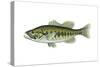 Largemouth Black Bass (Micropterus Salmoides), Fishes-Encyclopaedia Britannica-Stretched Canvas