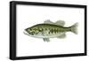 Largemouth Black Bass (Micropterus Salmoides), Fishes-Encyclopaedia Britannica-Framed Poster
