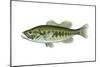 Largemouth Black Bass (Micropterus Salmoides), Fishes-Encyclopaedia Britannica-Mounted Poster