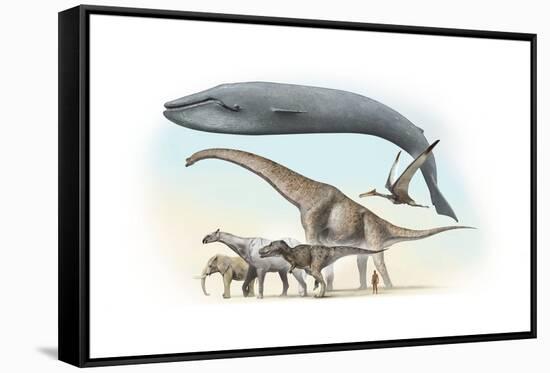 Largest Animals Size Comparison-Jose Antonio-Framed Stretched Canvas