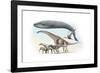 Largest Animals Size Comparison-Jose Antonio-Framed Photographic Print