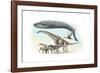 Largest Animals Size Comparison-Jose Antonio-Framed Photographic Print