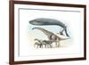 Largest Animals Size Comparison-Jose Antonio-Framed Photographic Print