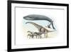 Largest Animals Size Comparison-Jose Antonio-Framed Photographic Print