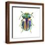 Brown Frame