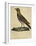 Lark with a Black Collar-Paul Louis Oudart-Framed Giclee Print