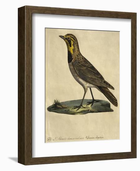 Lark with a Black Collar-Paul Louis Oudart-Framed Giclee Print