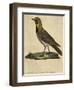 Lark with a Black Collar-Paul Louis Oudart-Framed Giclee Print