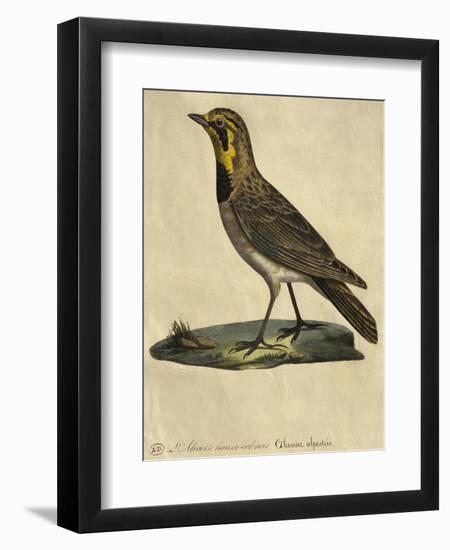 Lark with a Black Collar-Paul Louis Oudart-Framed Giclee Print