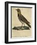 Lark with a Black Collar-Paul Louis Oudart-Framed Giclee Print