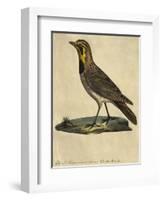 Lark with a Black Collar-Paul Louis Oudart-Framed Giclee Print