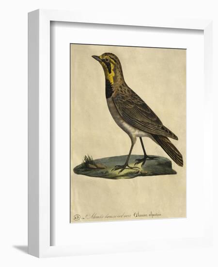 Lark with a Black Collar-Paul Louis Oudart-Framed Giclee Print