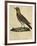 Lark with a Black Collar-Paul Louis Oudart-Framed Giclee Print