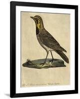 Lark with a Black Collar-Paul Louis Oudart-Framed Giclee Print