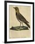 Lark with a Black Collar-Paul Louis Oudart-Framed Giclee Print