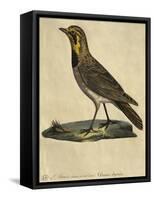 Lark with a Black Collar-Paul Louis Oudart-Framed Stretched Canvas