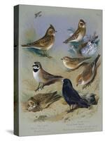 Larks-Archibald Thorburn-Stretched Canvas