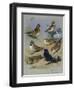 Larks-Archibald Thorburn-Framed Giclee Print