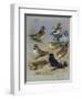 Larks-Archibald Thorburn-Framed Giclee Print