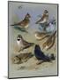 Larks-Archibald Thorburn-Mounted Giclee Print