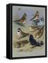 Larks-Archibald Thorburn-Framed Stretched Canvas