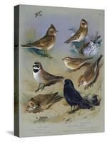 Larks-Archibald Thorburn-Stretched Canvas