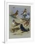 Larks-Archibald Thorburn-Framed Giclee Print