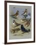 Larks-Archibald Thorburn-Framed Giclee Print