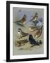 Larks-Archibald Thorburn-Framed Giclee Print