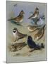 Larks-Archibald Thorburn-Mounted Giclee Print