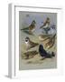 Larks-Archibald Thorburn-Framed Giclee Print